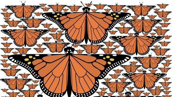 fractal monarchs