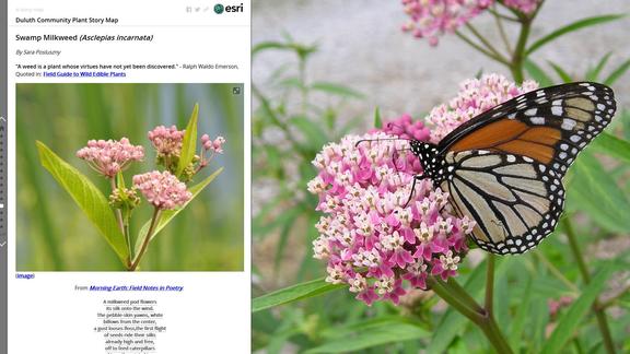 milkweed_monarch
