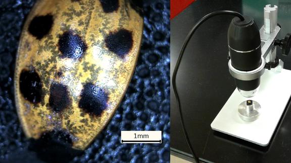 USB-powered microscope and image of asian beetle