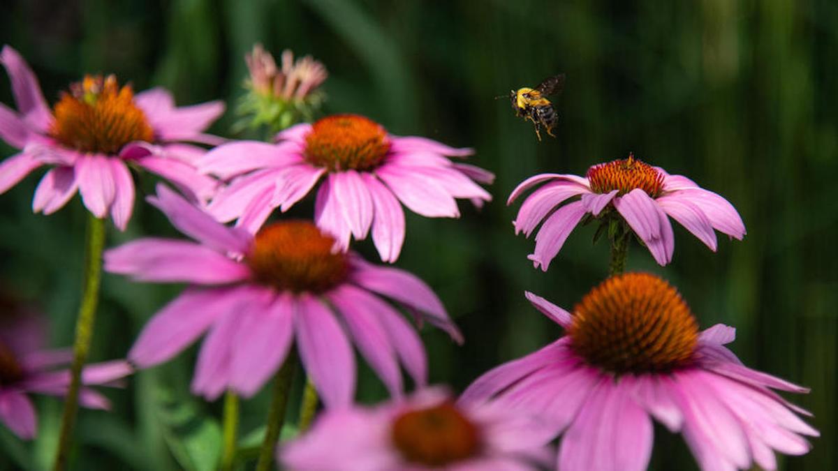 20198_campus_sustainability_bees_7179.jpg