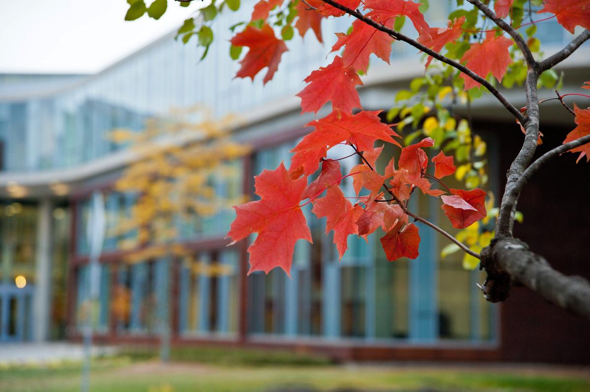 photo of leaves that have changed color in front of a UMD building