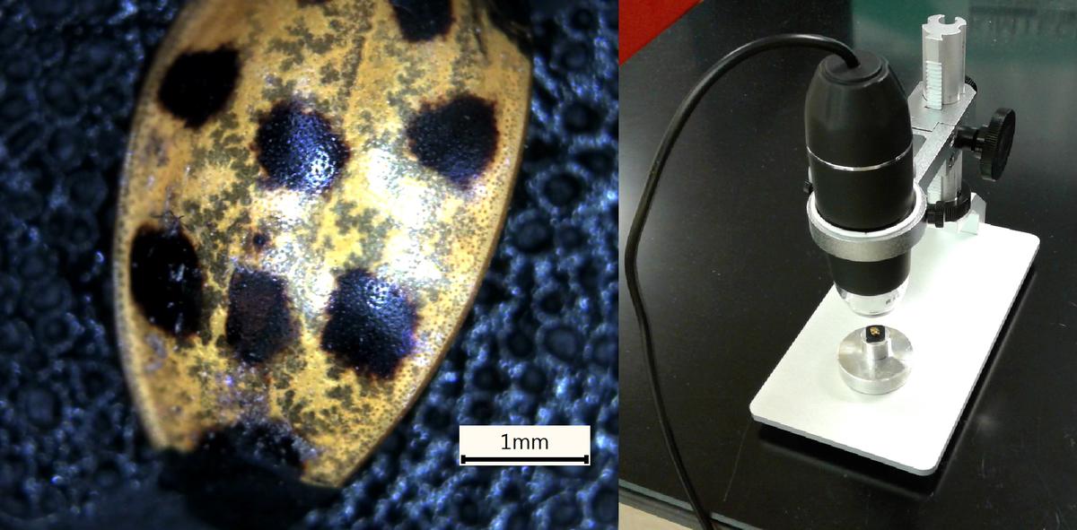 USB-powered microscope and image of asian beetle
