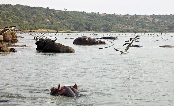 Kazinga Channel hippos