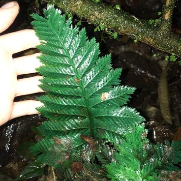 Blake's favorite fern with flash, the Iridescent Filmy.