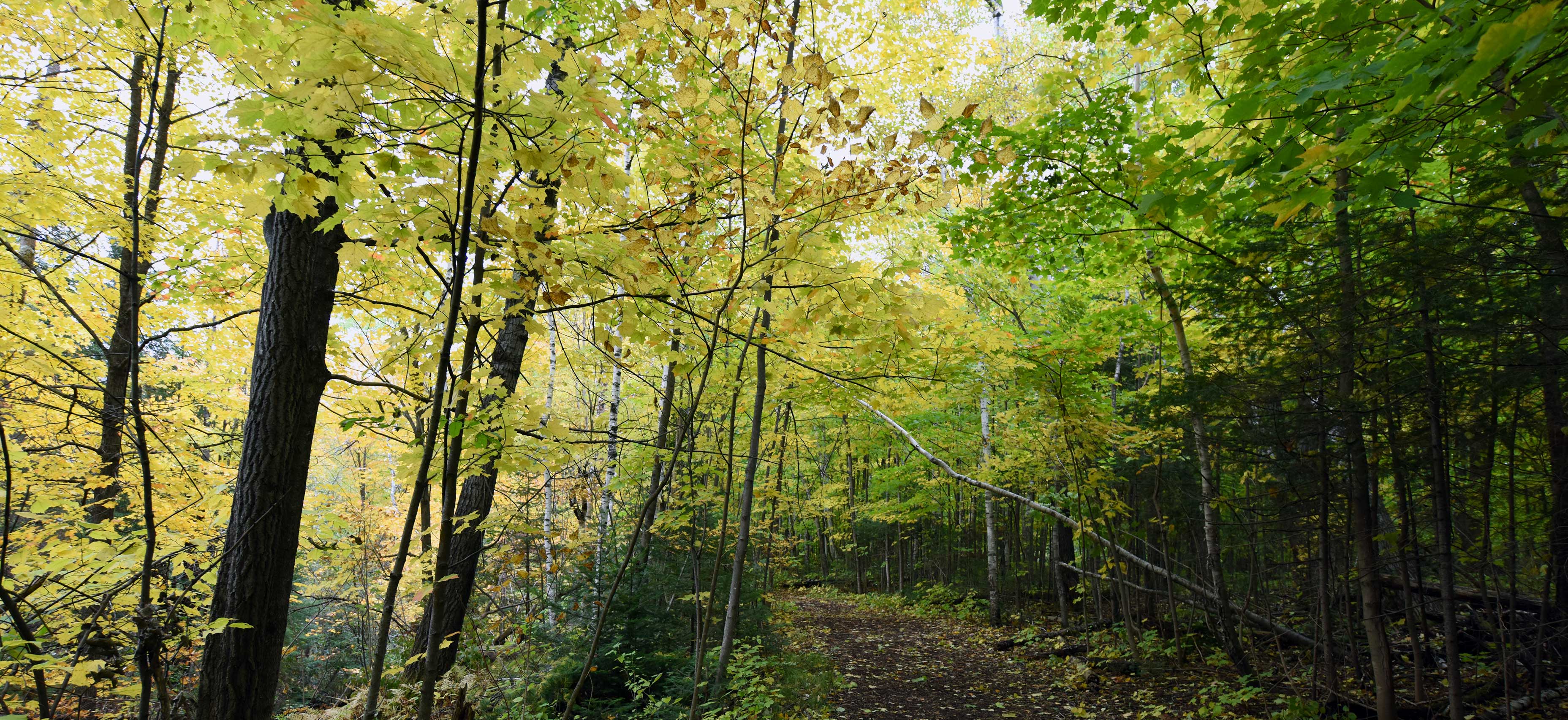 Hartley Trail in Fall