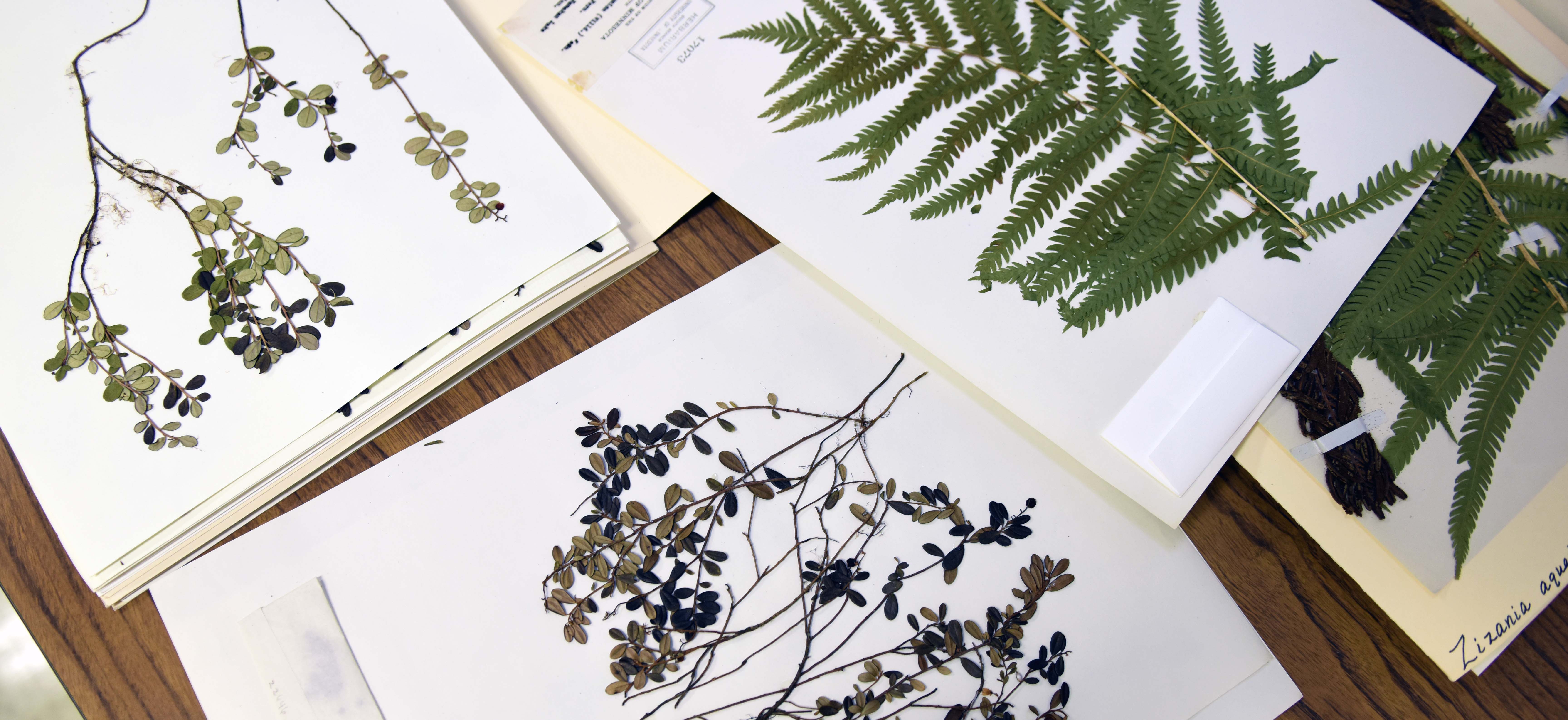 Herbarium Plant Archive