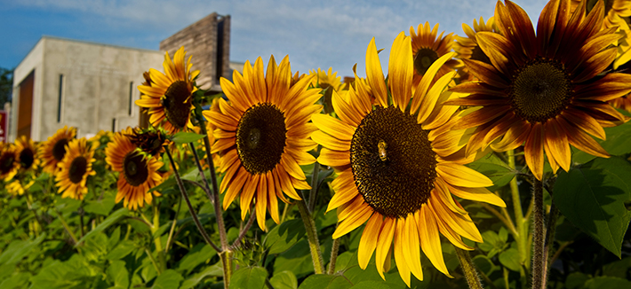 Sunflowers on UMD Campus